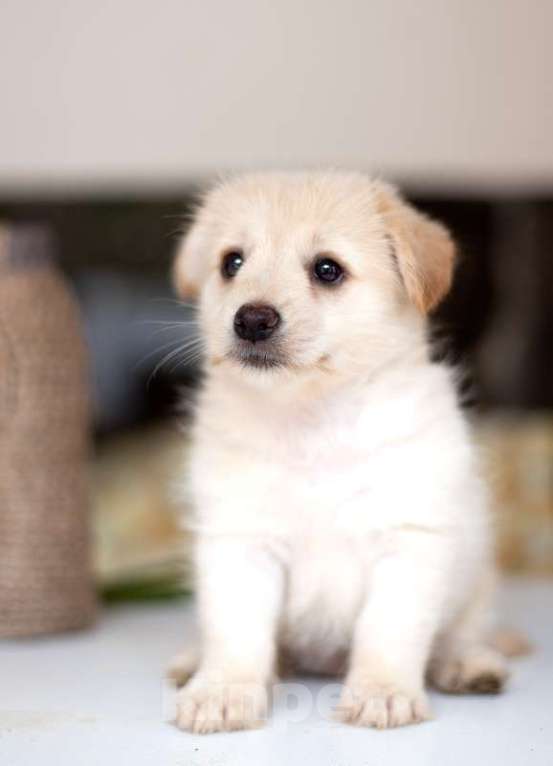 Собаки в Москве: Белые щенки от болонки и вельш корги в добрые руки Девочка, Бесплатно - фото 3