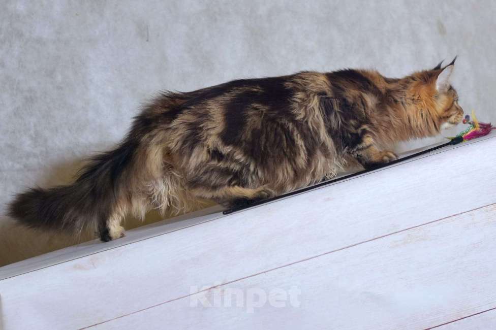 Кошки в Москве: Котенок 2 Мальчик, 1 руб. - фото 3