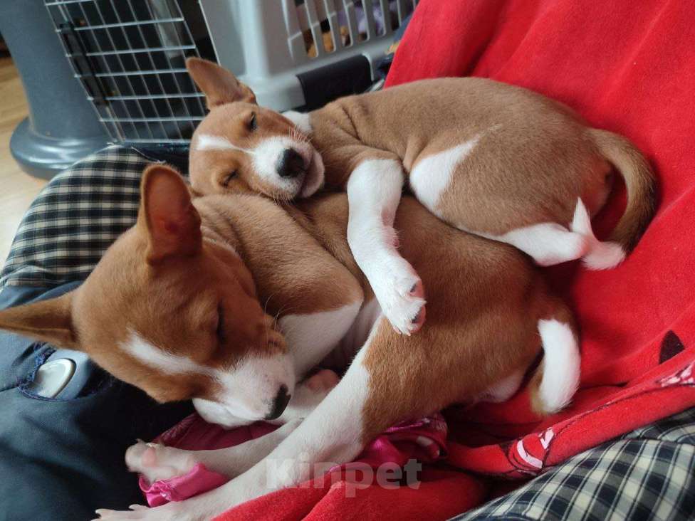 Собаки в Подольске: Басенджи девочки рыже-белые Девочка, 50 000 руб. - фото 6