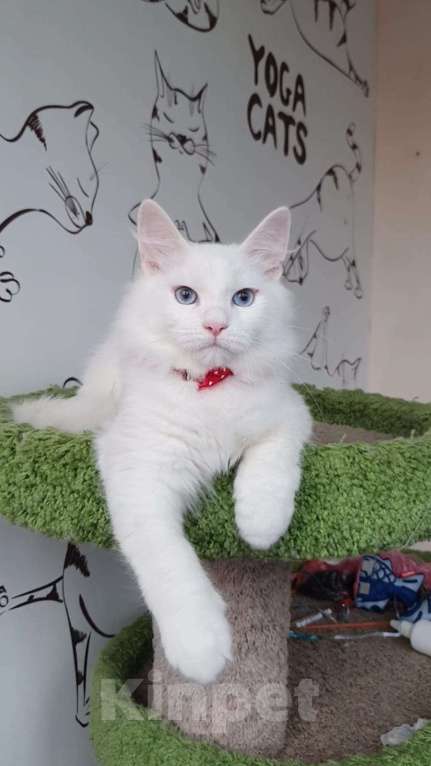 Кошки в Новосибирске: Aramis Мальчик, 50 000 руб. - фото 2