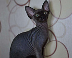 Кошки в Ливны: Котята Девон Рекс элитные, 20 000 руб. - фото 5