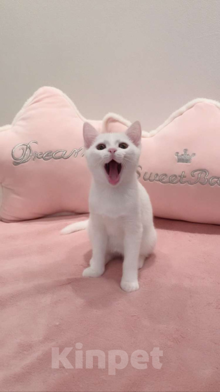 Кошки в Москве: Котёнок  Мальчик, 6 000 руб. - фото 7