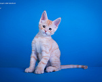Кошки в других городах Карелии: Котенок-мейн-кун мальчик Мальчик, 45 000 руб. - фото 4