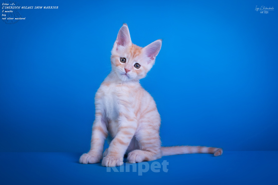 Кошки в других городах Карелии: Котенок-мейн-кун мальчик Мальчик, 45 000 руб. - фото 4