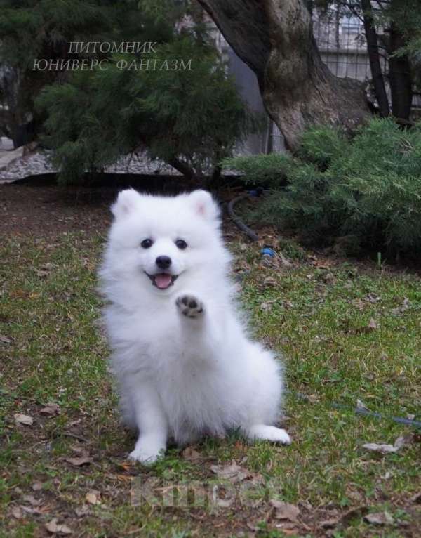 Собаки в Волгограде: Щенки японского шпица Мальчик, Бесплатно - фото 7