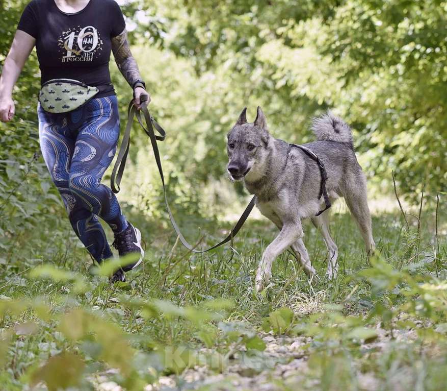 Собаки в Москве: Энергичный Харди ищет дом! Мальчик, Бесплатно - фото 3