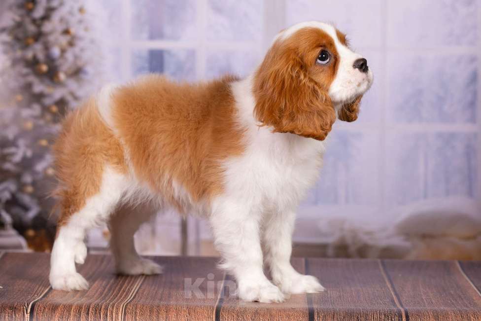 Собаки в Королеве: Кавалер Кинг Чарльз спаниель щенок девочка  Девочка, 75 000 руб. - фото 8