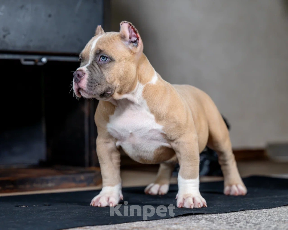 Собаки в других городах Воронежской области: Предлагается щенок Американский Булли Мальчик, 200 000 руб. - фото 1