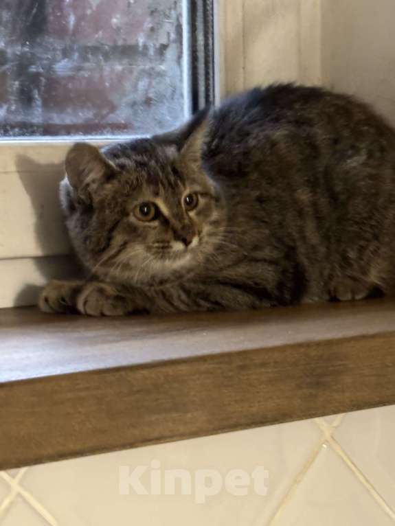 Кошки в Чебоксарах: Полосатая девочка  Девочка, Бесплатно - фото 1