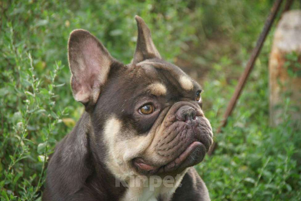 Собаки в Саратове: ШокоТоки Мальчик, 30 000 руб. - фото 1