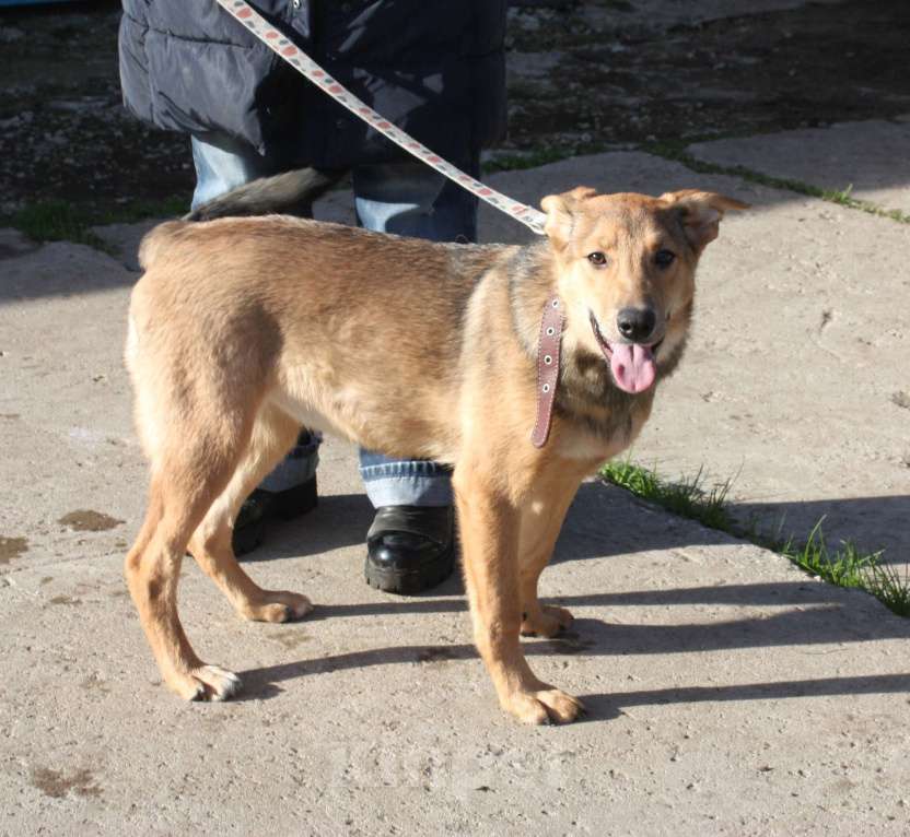 Собаки в Москве: Молоденькая ласкушечка Ариша в самые добрые руки  Девочка, Бесплатно - фото 10