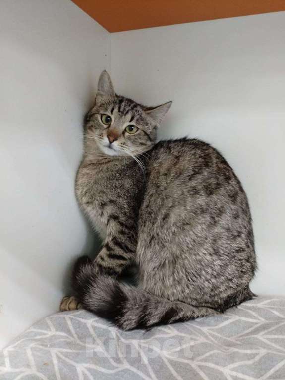 Кошки в Москве: Котенок Мила ищет дом Девочка, Бесплатно - фото 4