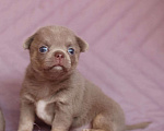 Собаки в Тольятти: чихуахуа Мальчик, 60 000 руб. - фото 1