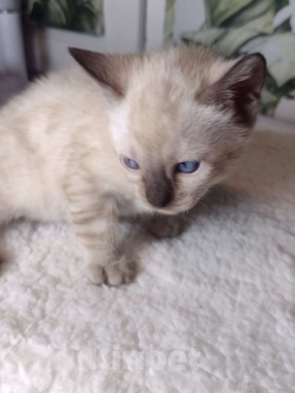 Кошки в Санкт-Петербурге: Девочка Девочка, Бесплатно - фото 4