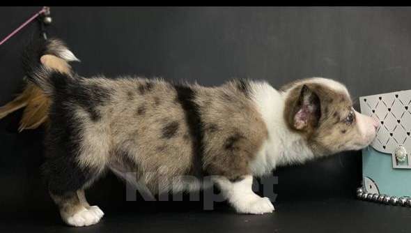 Собаки в Санкт-Петербурге: Корги-кардиган Девочка, Бесплатно - фото 2