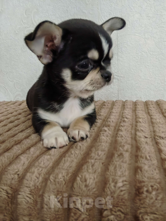 Собаки в Краснодаре: Чихуахуа Мальчик, 35 000 руб. - фото 1