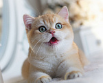 Кошки в Владивостоке: Британский котенок Heat Мальчик, 150 000 руб. - фото 1
