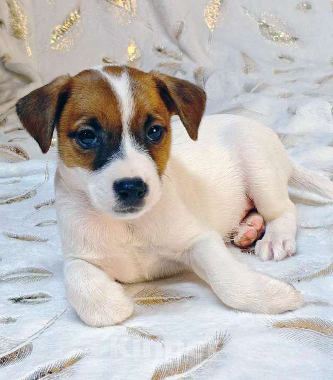 Собаки в других городах Московской области: мальчик Парсон Рассел терьера Мальчик, 45 000 руб. - фото 3