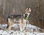 Собаки в Москве: Ищете верного друга и компаньона для всей семьи? Девочка, Бесплатно - фото 8