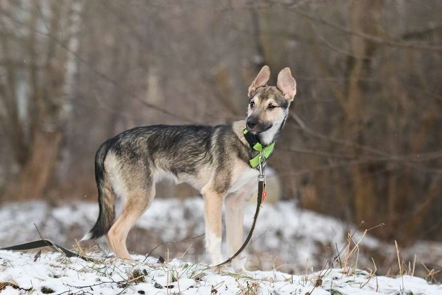 Собаки в Москве: Ищете верного друга и компаньона для всей семьи? Девочка, Бесплатно - фото 8