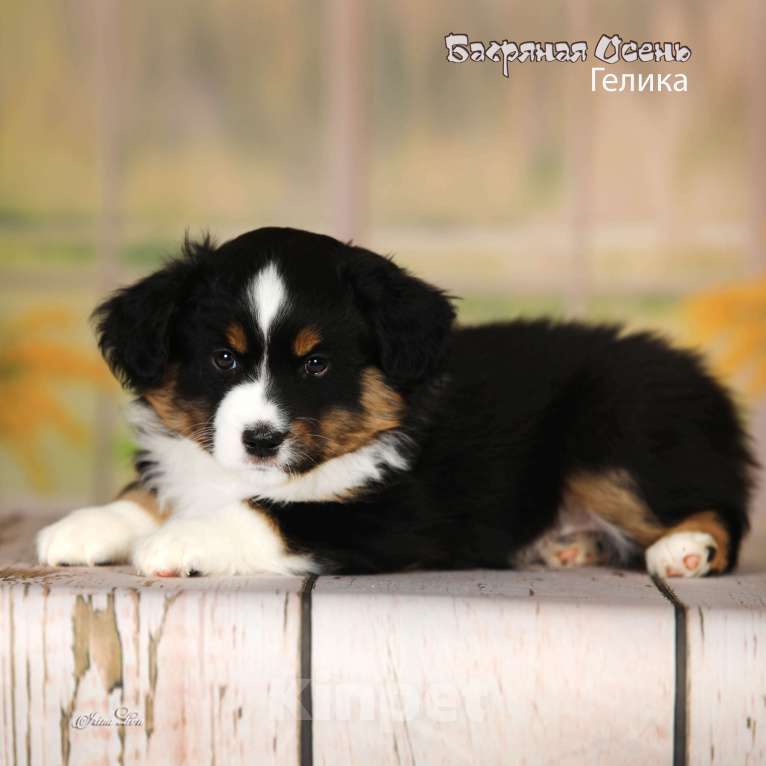 Собаки в других городах Московской области: Продается девочка миниаусси Девочка, 80 000 руб. - фото 3