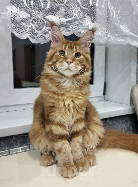 Кошки в Сергиеве Посаде: Мейн-кун  Мальчик, 40 000 руб. - фото 2