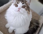 Кошки в Ярославле: Шотландская длинношерстная девочка Девочка, 25 000 руб. - фото 10