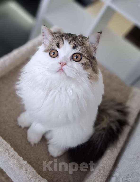 Кошки в Ярославле: Шотландская длинношерстная девочка Девочка, 25 000 руб. - фото 10