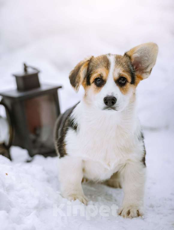 Собаки в Новосибирске: Вельш Корги Пемброк Мария-Антуанетта Девочка, 65 000 руб. - фото 1