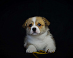 Собаки в Москве: Куцехвостый мальчишка. Корги пемброк. Мальчик, 65 000 руб. - фото 3