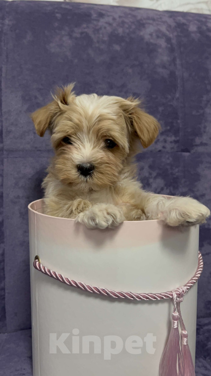 Собаки в Москве: Мальтипу f1 микро малыши Мальчик, 150 000 руб. - фото 2