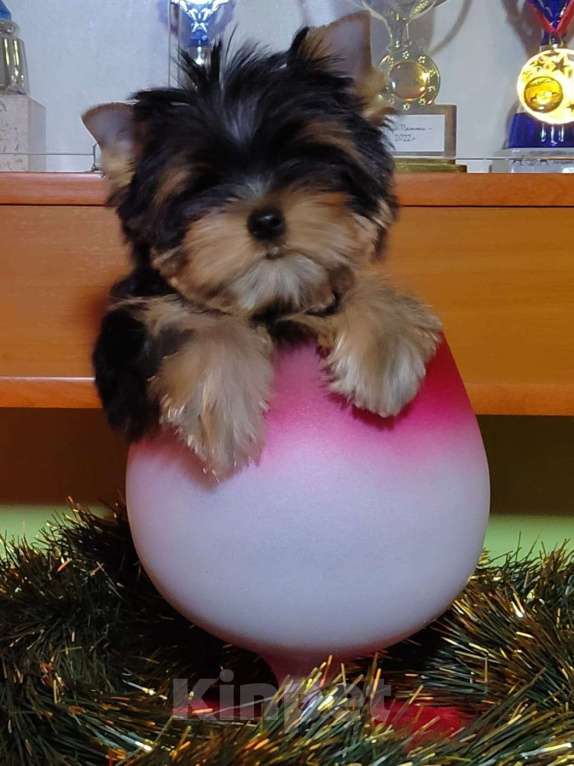 Собаки в Москве: Йоркширский терьер. Девочка Девочка, Бесплатно - фото 1