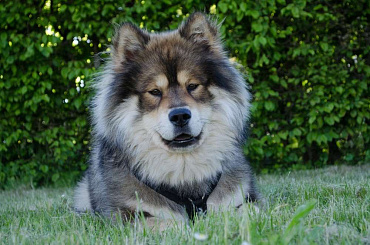 Евразиер Евразиер