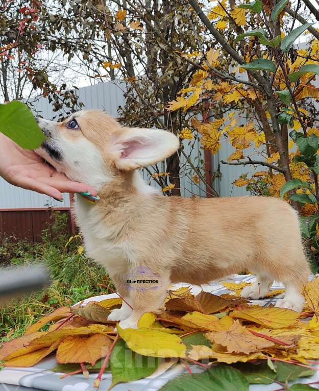 Собаки в Москве: Малышка Вельш корги пемброк  Девочка, 50 000 руб. - фото 3