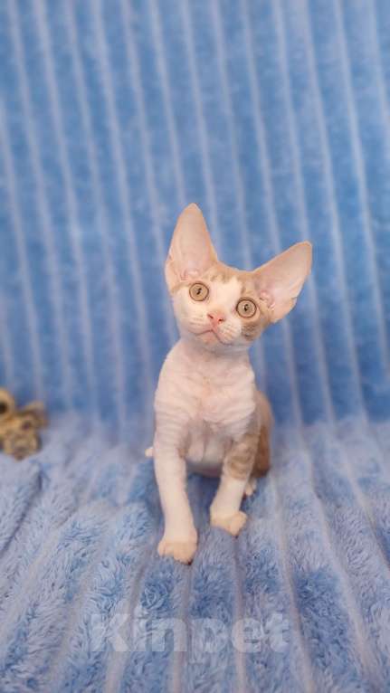 Кошки в Нижнекамске: Котенок девон рекс Мальчик, 45 000 руб. - фото 6