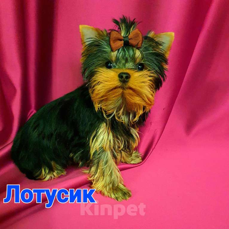Собаки в Москве: ЙОРКШИРЯТА РКФ Мальчик, 80 000 руб. - фото 3