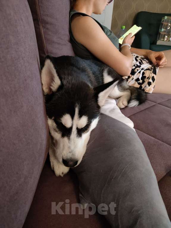 Собаки в Туле: Хася девочка в добрые руки  Девочка, Бесплатно - фото 2