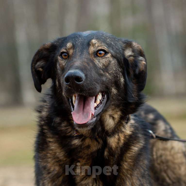 Собаки в Москве: Юна. Собака с огненным характером Девочка, Бесплатно - фото 3