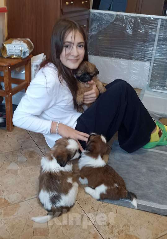 Собаки в Санкт-Петербурге: Мальчик ши-тцу бело-золотой Мальчик, 40 000 руб. - фото 7