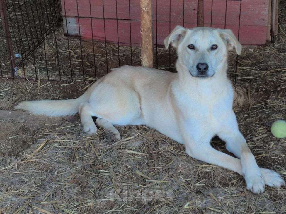 Собаки в Химках: Кнопочка в поисках родителей Девочка, Бесплатно - фото 1