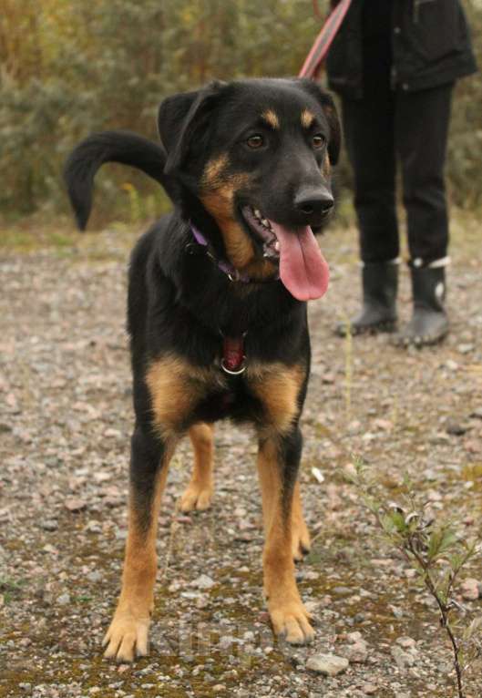 Собаки в Санкт-Петербурге: Маленький энерджайзер - очень веселый, игривый щенок Мальчик, Бесплатно - фото 5