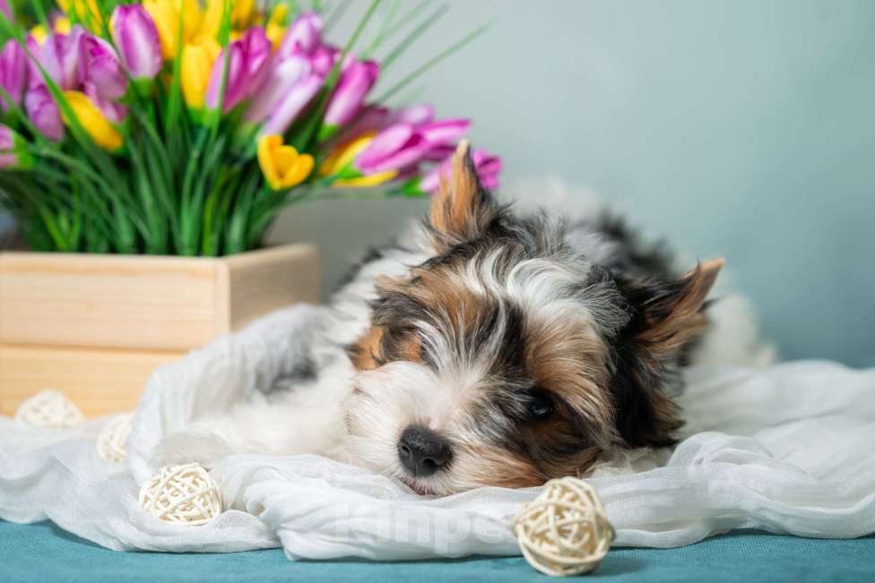 Собаки в Вологде: Предлагается очень красивый, яркий, породный щенок породы бивер терьер. Мальчик, 70 000 руб. - фото 3