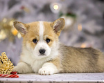 Собаки в Раменском: Вельш корги пемброк  Мальчик, Бесплатно - фото 1