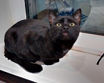 Кошки в Ковровом: Кот чёрный, ласковый Мальчик, 1 руб. - фото 1
