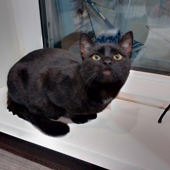 Объявление: Кот чёрный, ласковый, 1 руб., Ковров