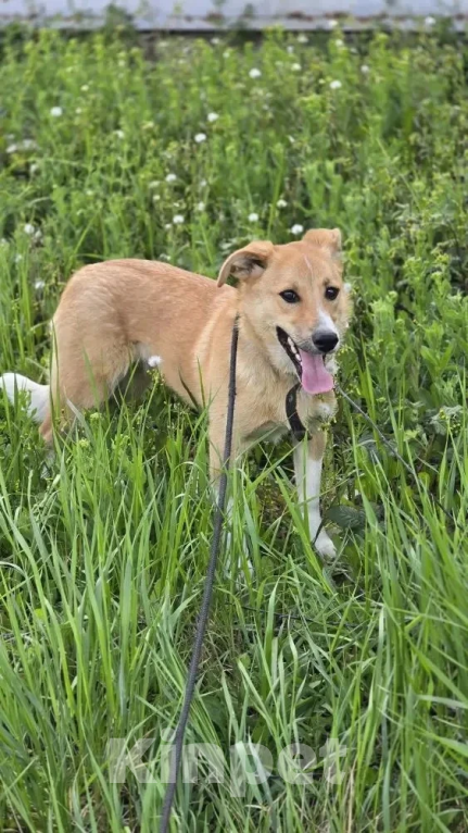 Собаки в Новороссийске: отдамся в добрые руки Девочка, 99 руб. - фото 2