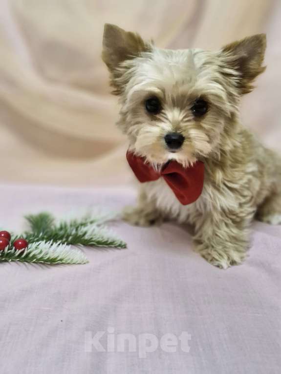 Собаки в Ростове-на-Дону: Голддаст йорк Мальчик, 20 000 руб. - фото 5