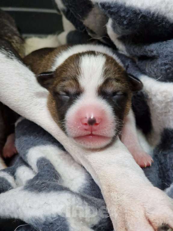 Собаки в Челябинске: Мальчик басенджи рыжего окраса  Мальчик, 75 000 руб. - фото 5