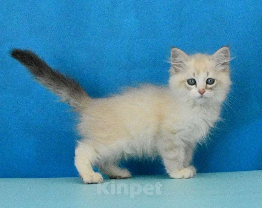 Кошки в Москве: Невский маскарадный котик Мальчик, Бесплатно - фото 1