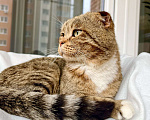 Кошки в Москве: Вислоухий котик Оскар ищет дом, в добрые руки  Мальчик, Бесплатно - фото 5